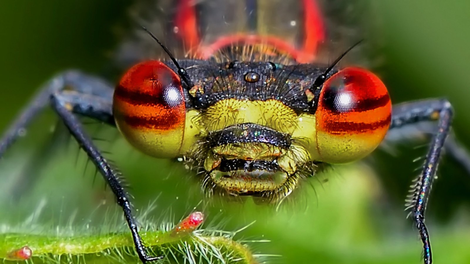 Обои глаза, природа, насекомое, стрекоза, голова, крупным планом, eyes, nature, insect, dragonfly, head, closeup разрешение 2048x1366 Загрузить