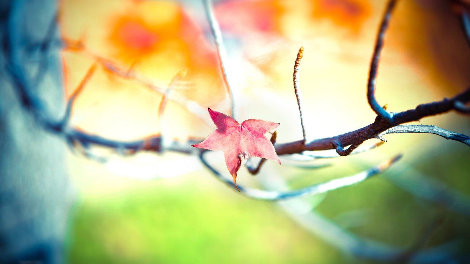 Обои ветка, дерево, листья, фон, осень, размытость, branch, tree, leaves, background, autumn, blur разрешение 1920x1200 Загрузить