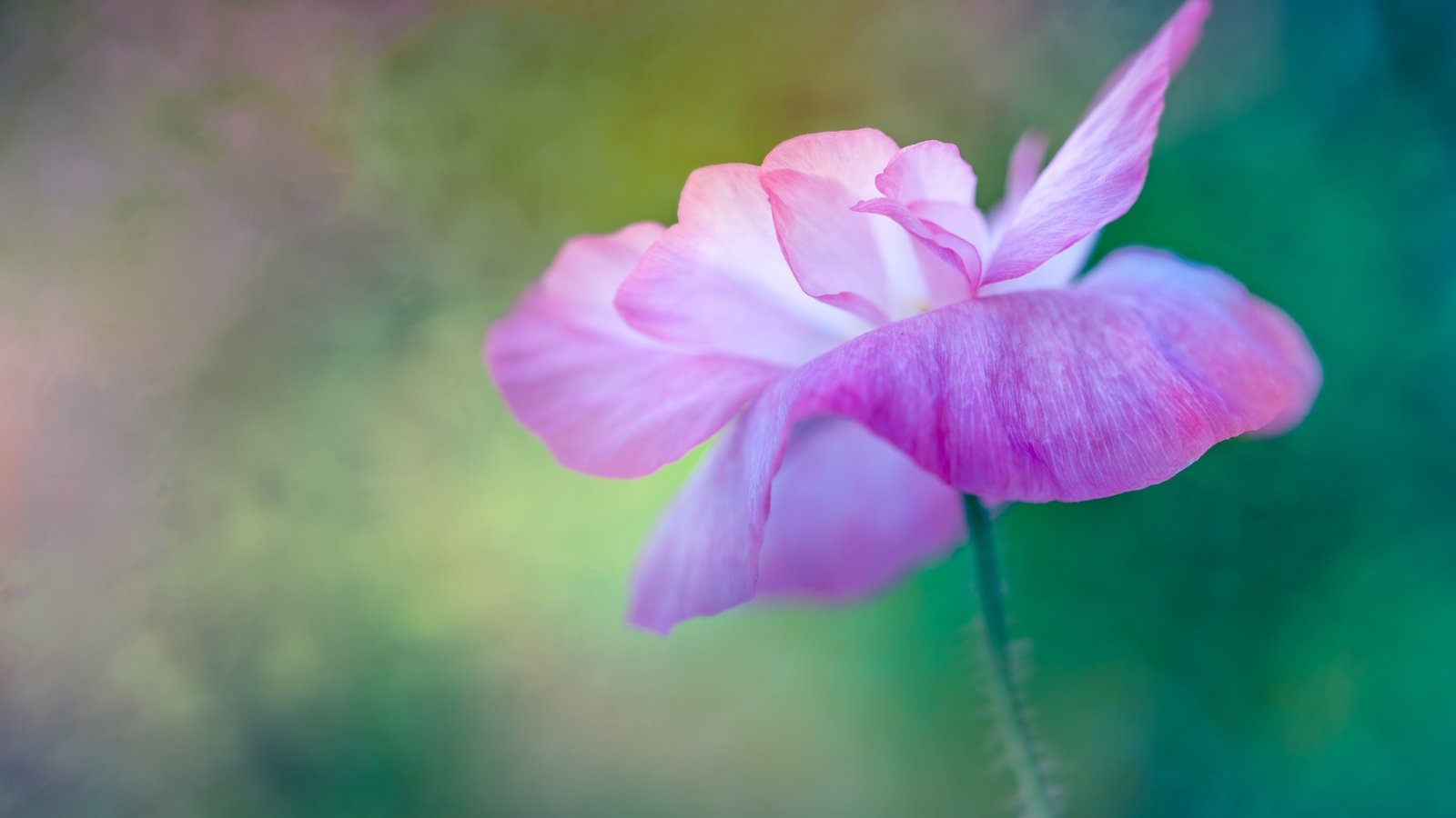 Обои макро, цветок, размытость, мак, розовый, macro, flower, blur, mac, pink разрешение 5760x3840 Загрузить