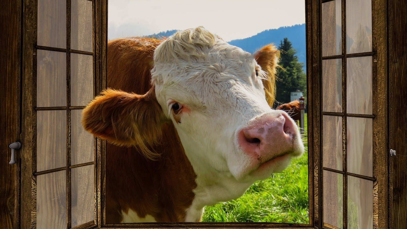 Обои морда, окно, любопытство, корова, ферма, face, window, curiosity, cow, farm разрешение 1920x1080 Загрузить