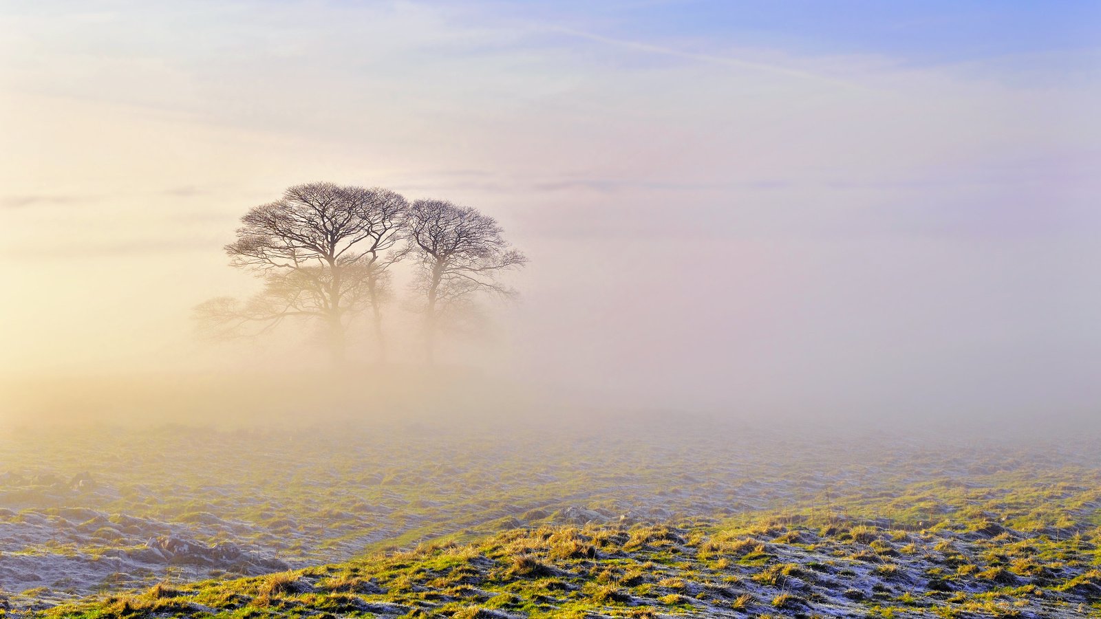 Обои небо, природа, утро, туман,     дерево, the sky, nature, morning, fog, tree разрешение 2560x1600 Загрузить