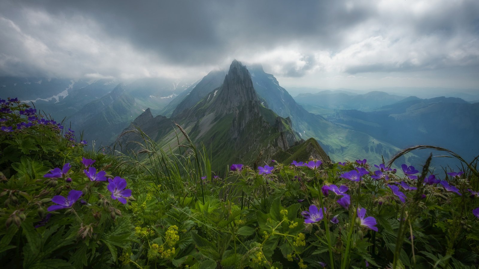 Обои цветы, пасмурно, облака, горы, природа, лес, швейцария, альпы, пик, flowers, overcast, clouds, mountains, nature, forest, switzerland, alps, peak разрешение 2048x1365 Загрузить