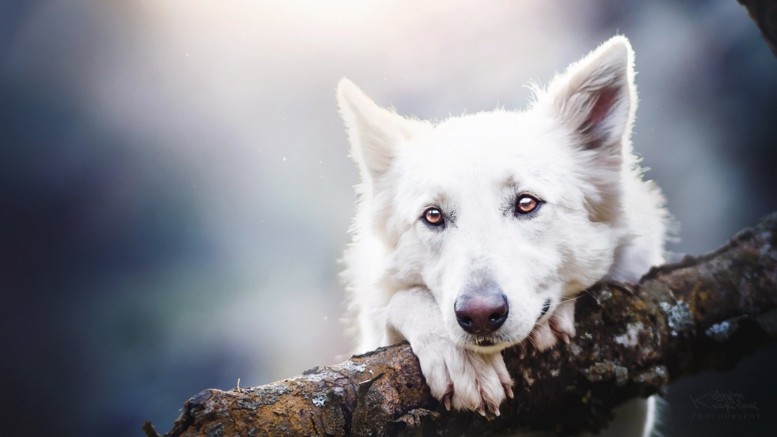 Обои глаза, взгляд, собака, овчарка, белая швейцарская овчарка, eyes, look, dog, shepherd, the white swiss shepherd dog разрешение 1920x1200 Загрузить