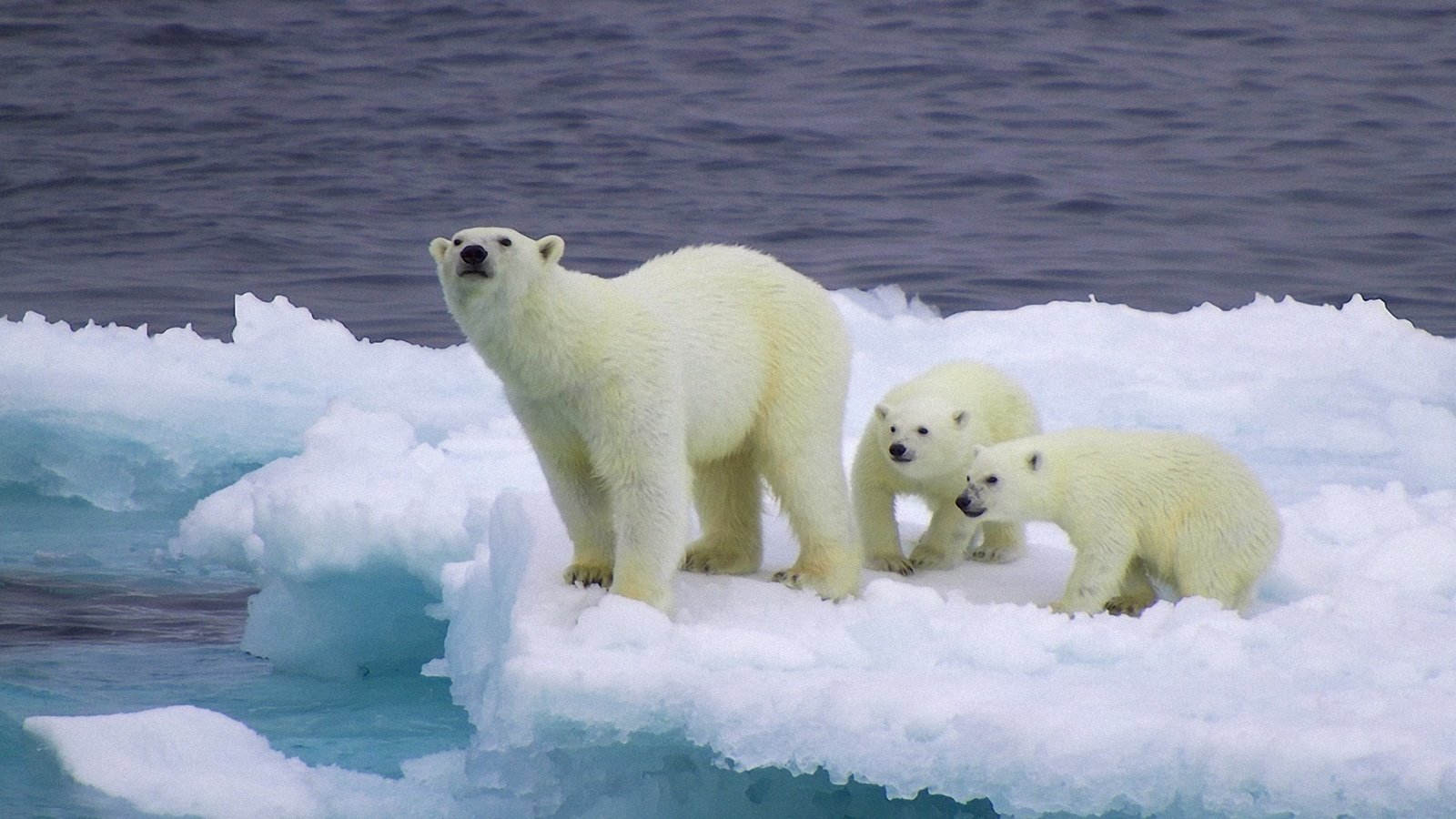 Обои снег, лёд, медведи, белый медведь, детеныши, медвежата, snow, ice, bears, polar bear, cubs разрешение 1920x1080 Загрузить