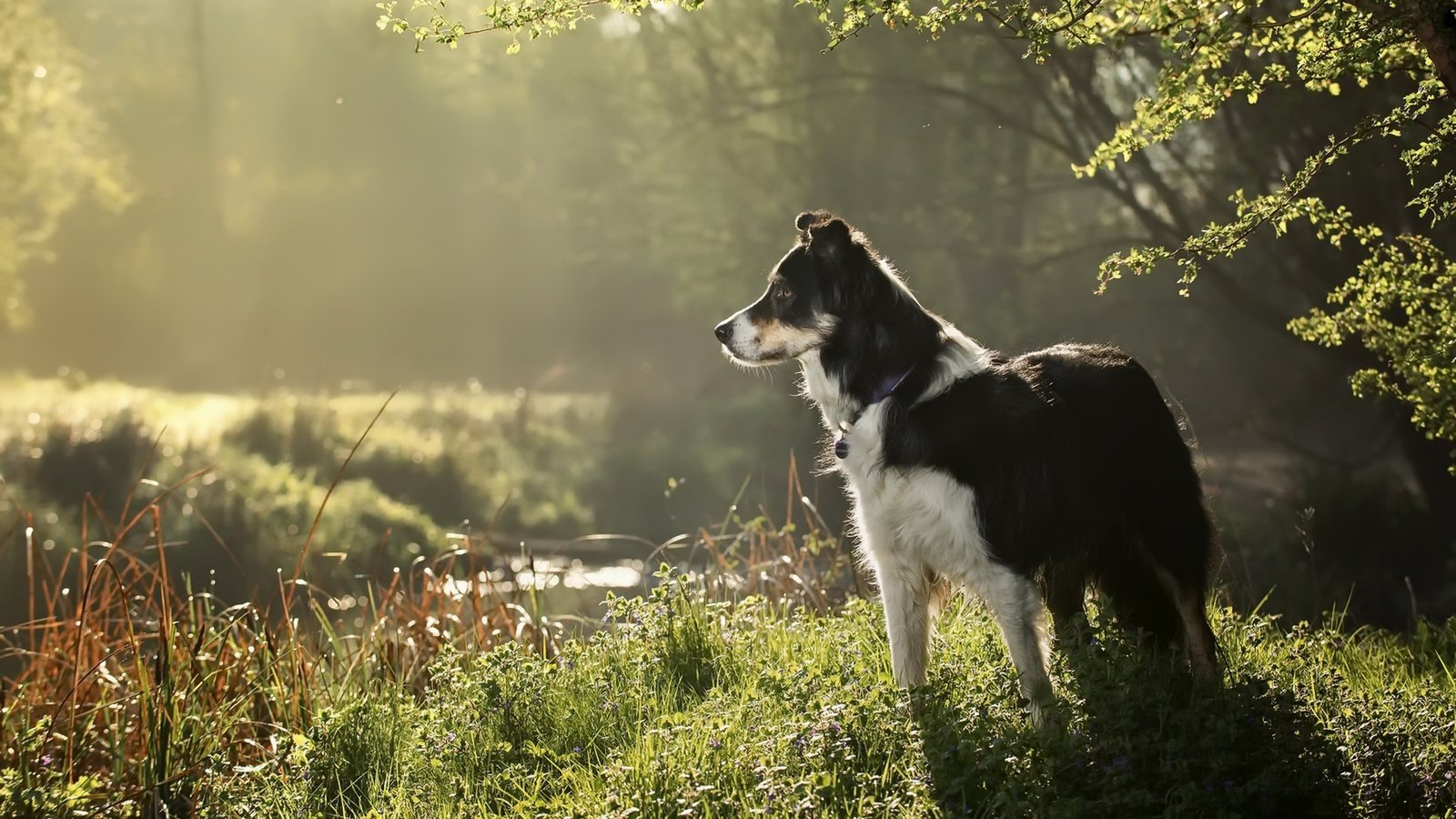 Обои трава, природа, собака, друг, бордер колли, grass, nature, dog, each, border collie разрешение 1920x1282 Загрузить