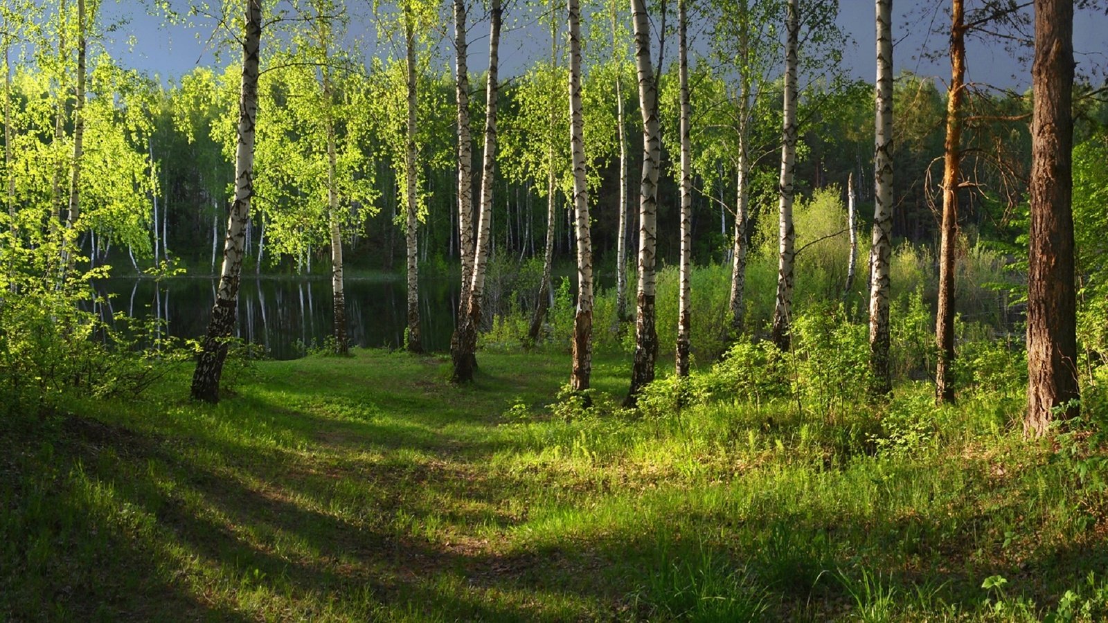 Обои свет, трава, озеро, природа, лес, березы, irina shapronova, light, grass, lake, nature, forest, birch разрешение 2054x1080 Загрузить