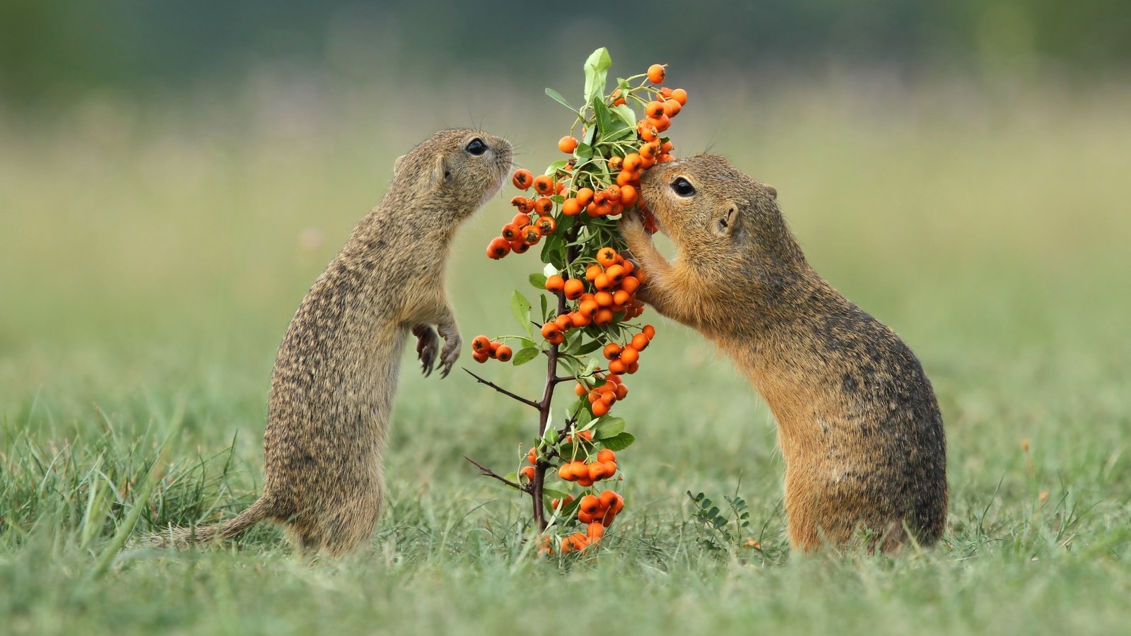 Обои трава, ягоды, рябина, грызуны, суслики, grass, berries, rowan, rodents, gophers разрешение 4886x2748 Загрузить