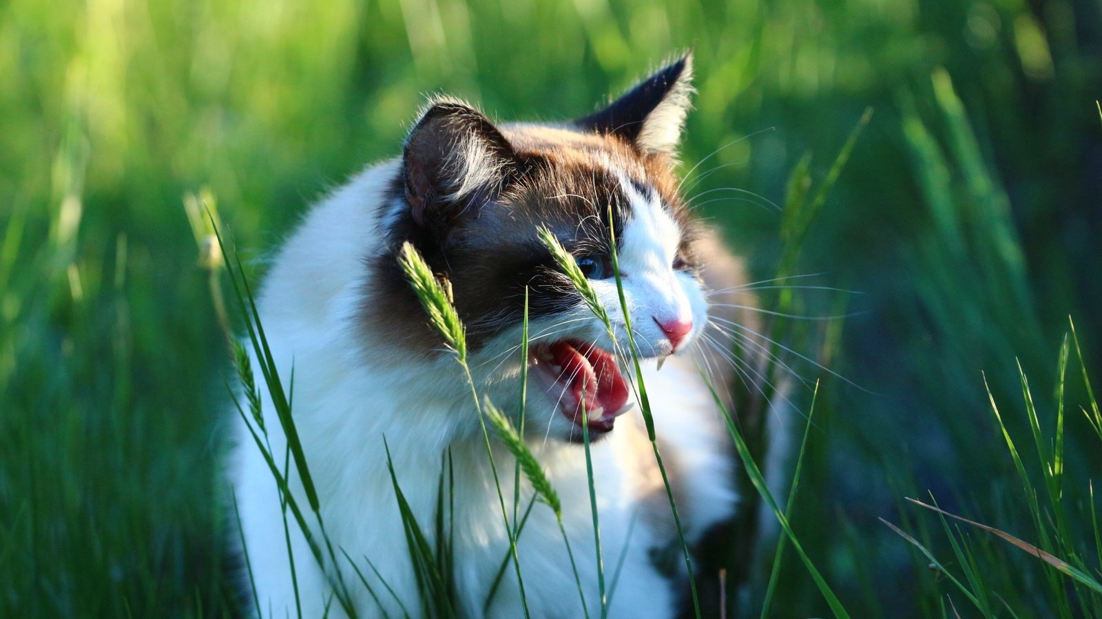 Обои трава, кот, кошка, взгляд, колоски, зубы, язык, оскал, grass, cat, look, spikelets, teeth, language, grin разрешение 1920x1280 Загрузить