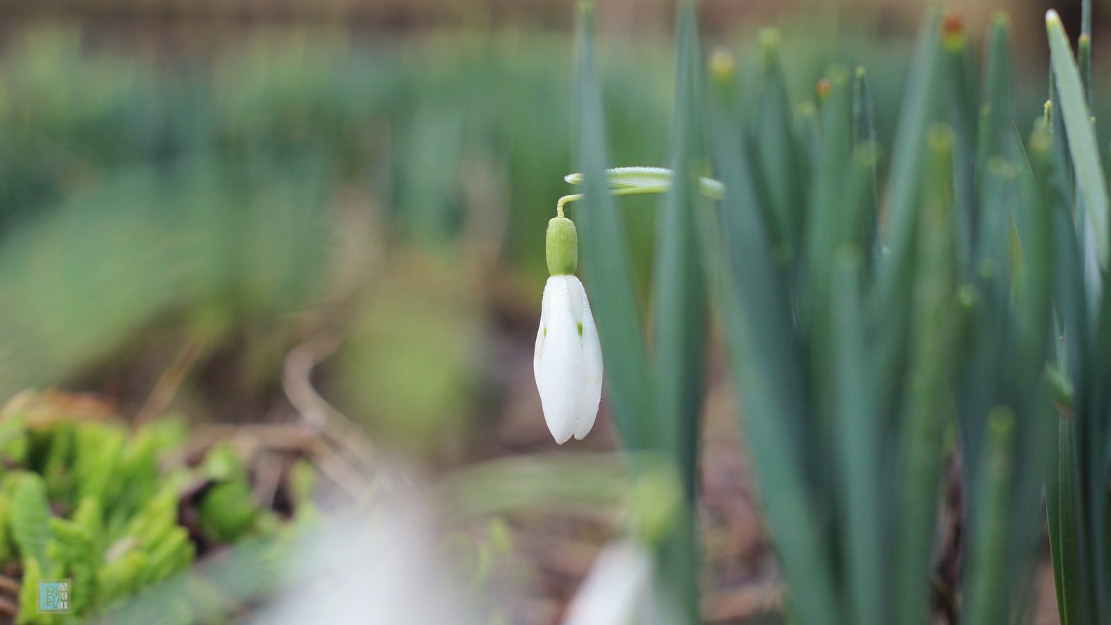 Обои трава, природа, макро, фон, весна, подснежники, первоцвет, боке, grass, nature, macro, background, spring, snowdrops, primrose, bokeh разрешение 4000x2250 Загрузить