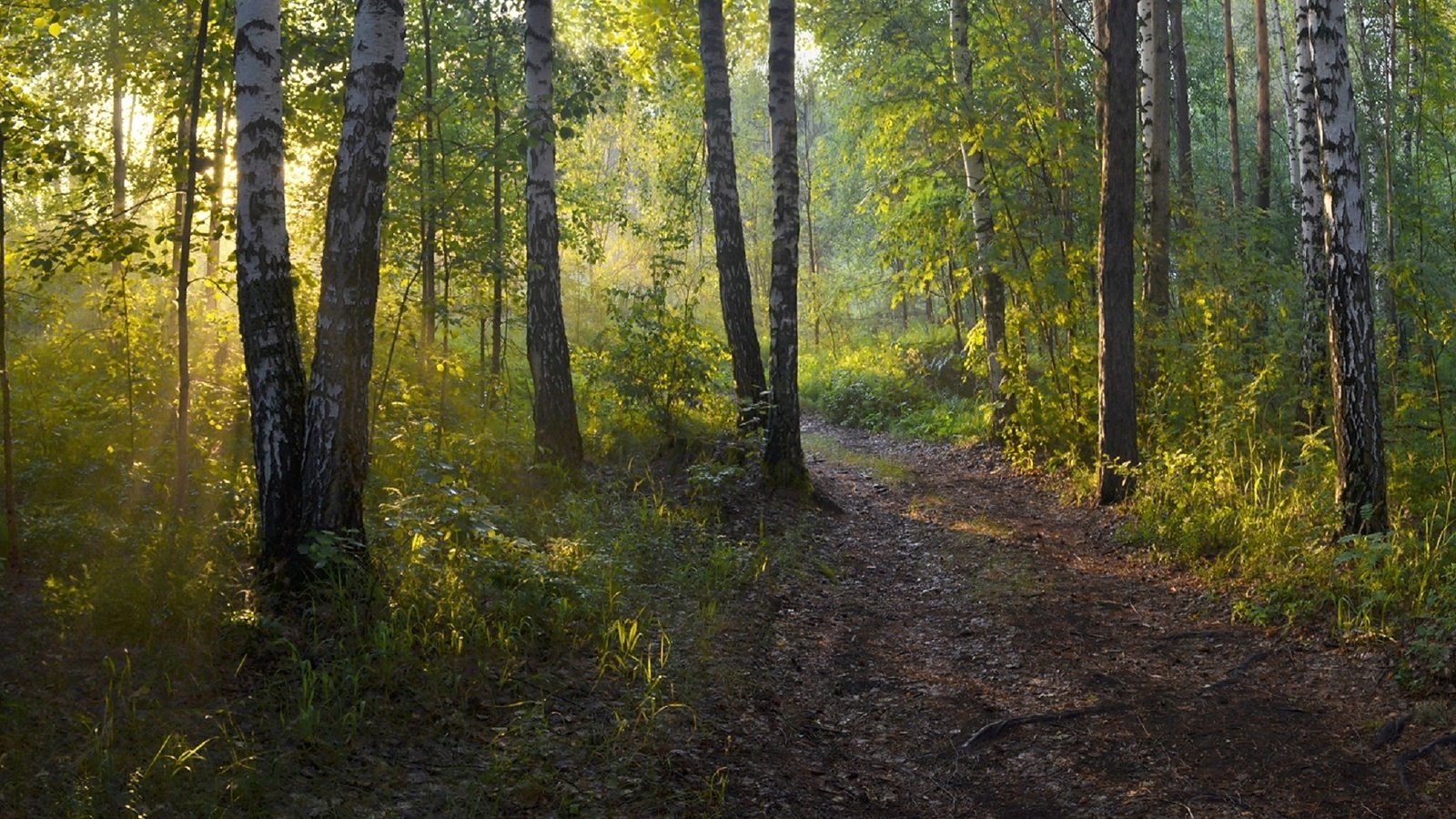 Обои лес, утро, березы, тропинка, irina shapronova, утренний свет, forest, morning, birch, path разрешение 2282x1080 Загрузить
