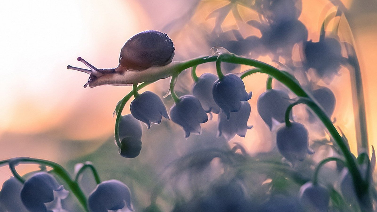 Обои цветы, природа, макро, улитка, ландыш, flowers, nature, macro, snail, lily of the valley разрешение 1980x1429 Загрузить