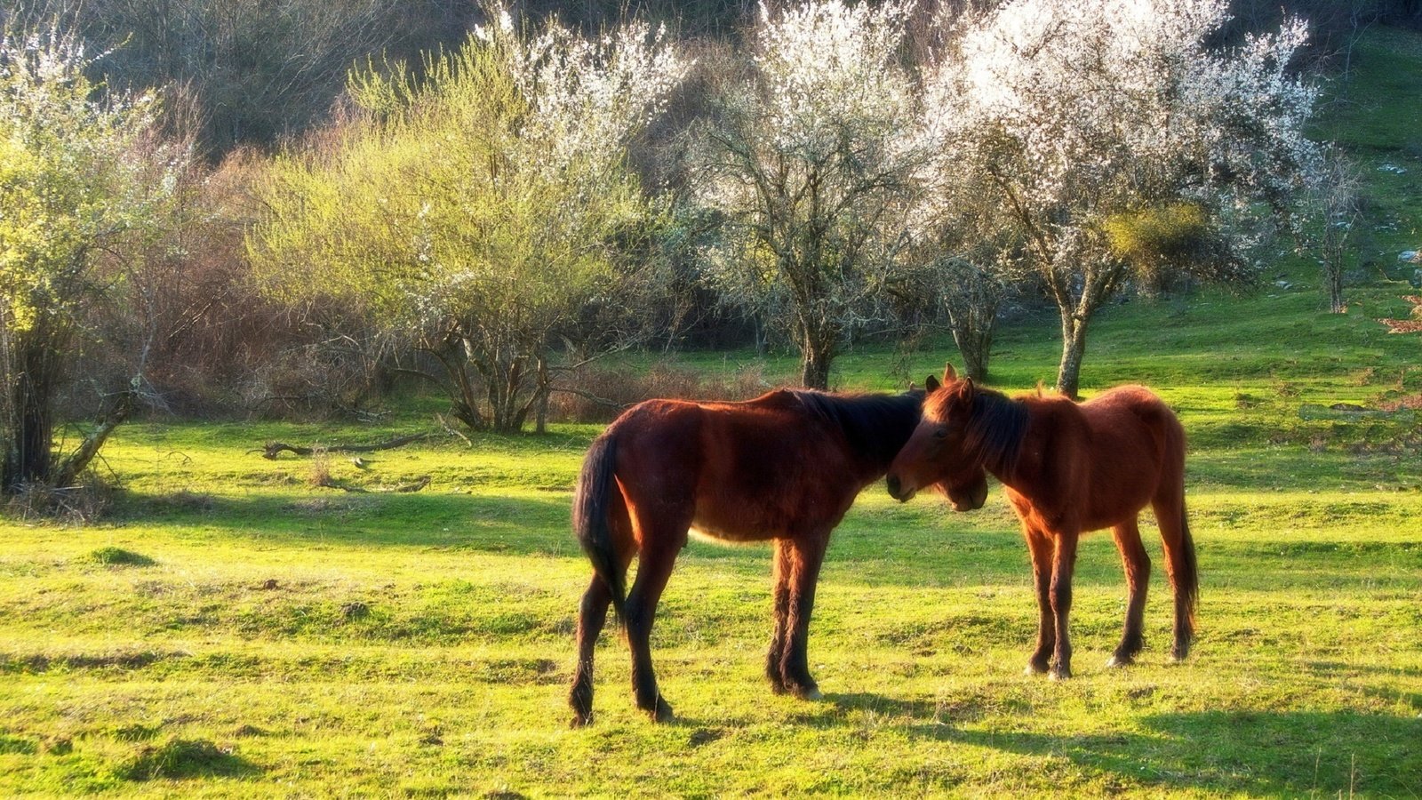 Обои солнце, весна, лошади, кони, сочи, кавказ, евгений никишин, the sun, spring, horse, horses, sochi, the caucasus разрешение 1920x1280 Загрузить