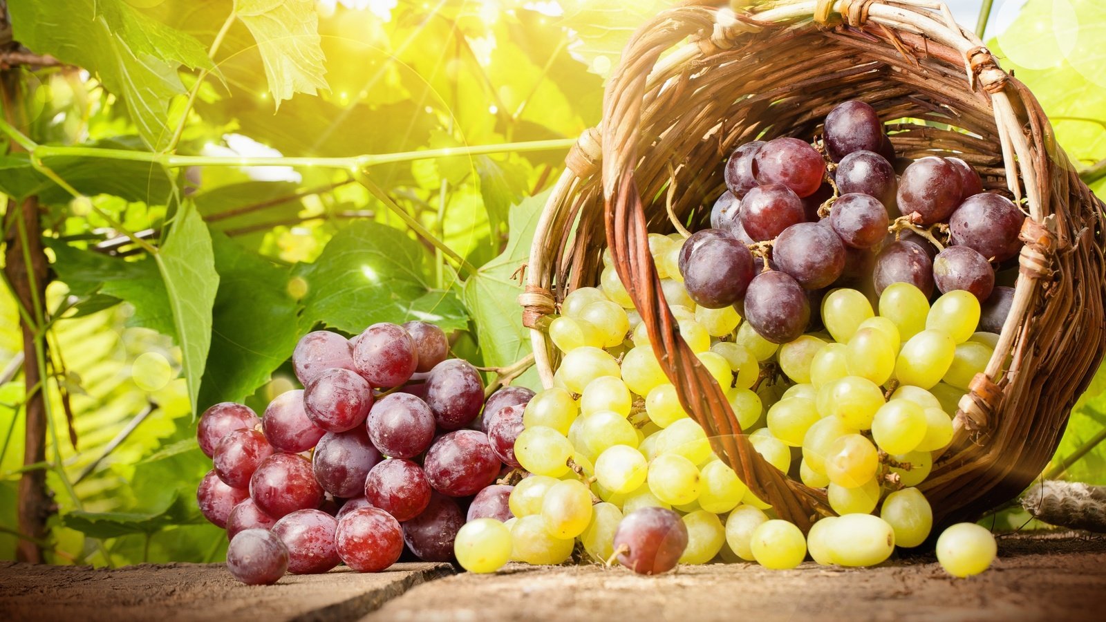 Обои виноград, лето, корзина, grapes, summer, basket разрешение 2560x1440 Загрузить