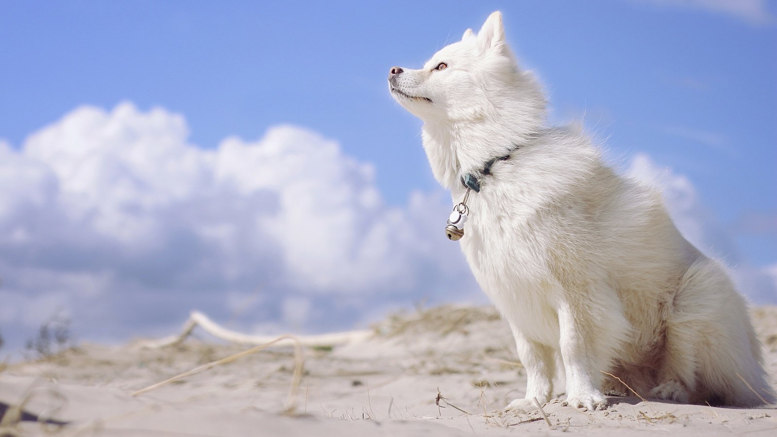 Обои небо, облака, собака, финский лаппхунд, лопарская лайка, the sky, clouds, dog, finnish lapphund, loparskaya husky разрешение 2880x1800 Загрузить