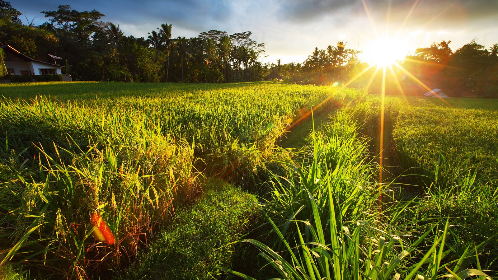 Обои трава, солнце, природа, пейзаж, поле, лето, grass, the sun, nature, landscape, field, summer разрешение 2560x1600 Загрузить