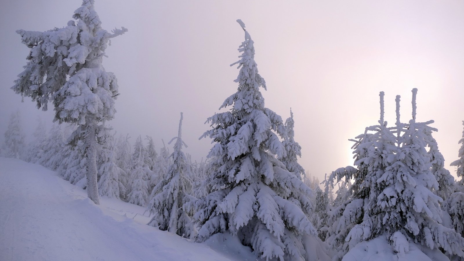 Обои деревья, снег, природа, лес, зима, trees, snow, nature, forest, winter разрешение 2560x1600 Загрузить