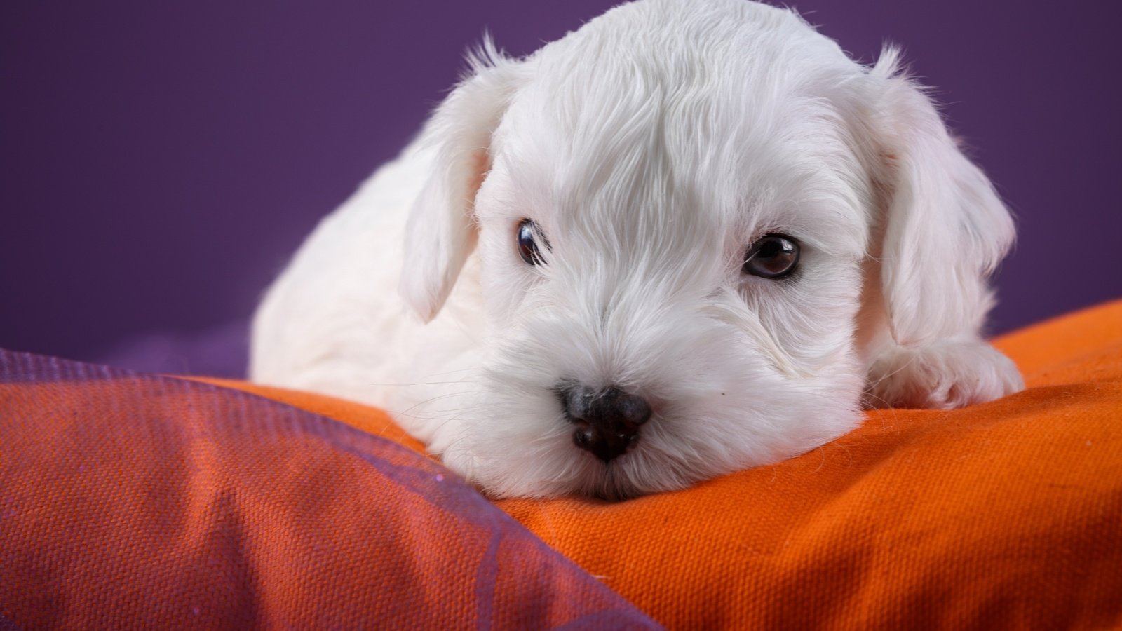 Обои собака, щенок, вест-хайленд-уайт-терьер, dog, puppy, the west highland white terrier разрешение 2880x1800 Загрузить