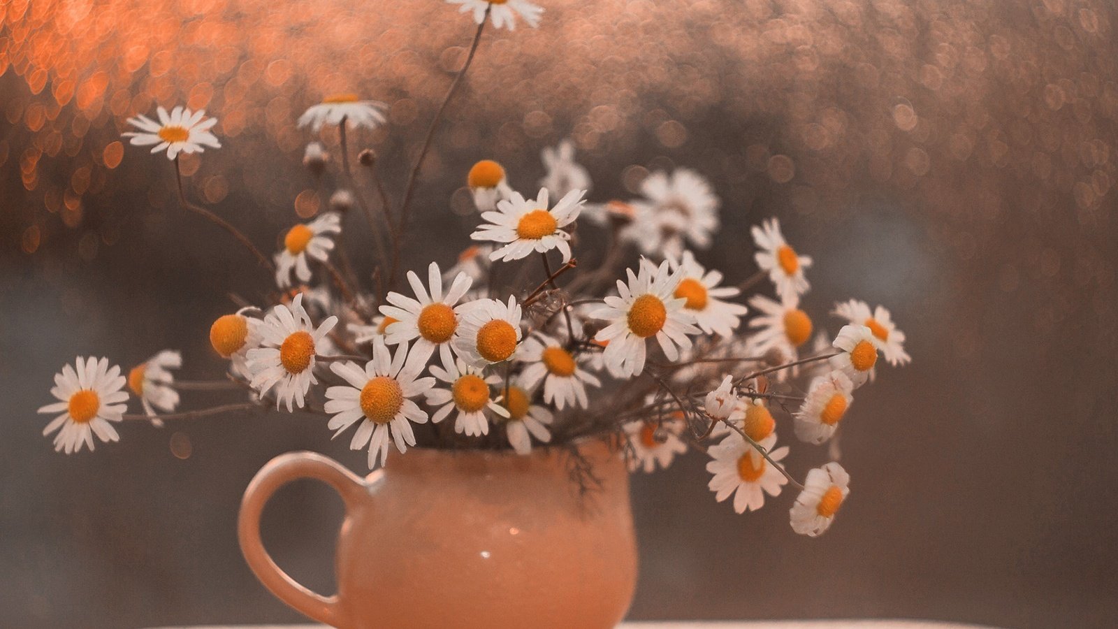 Обои цветы, ромашки, букет, натюрморт, flowers, chamomile, bouquet, still life разрешение 1920x1200 Загрузить