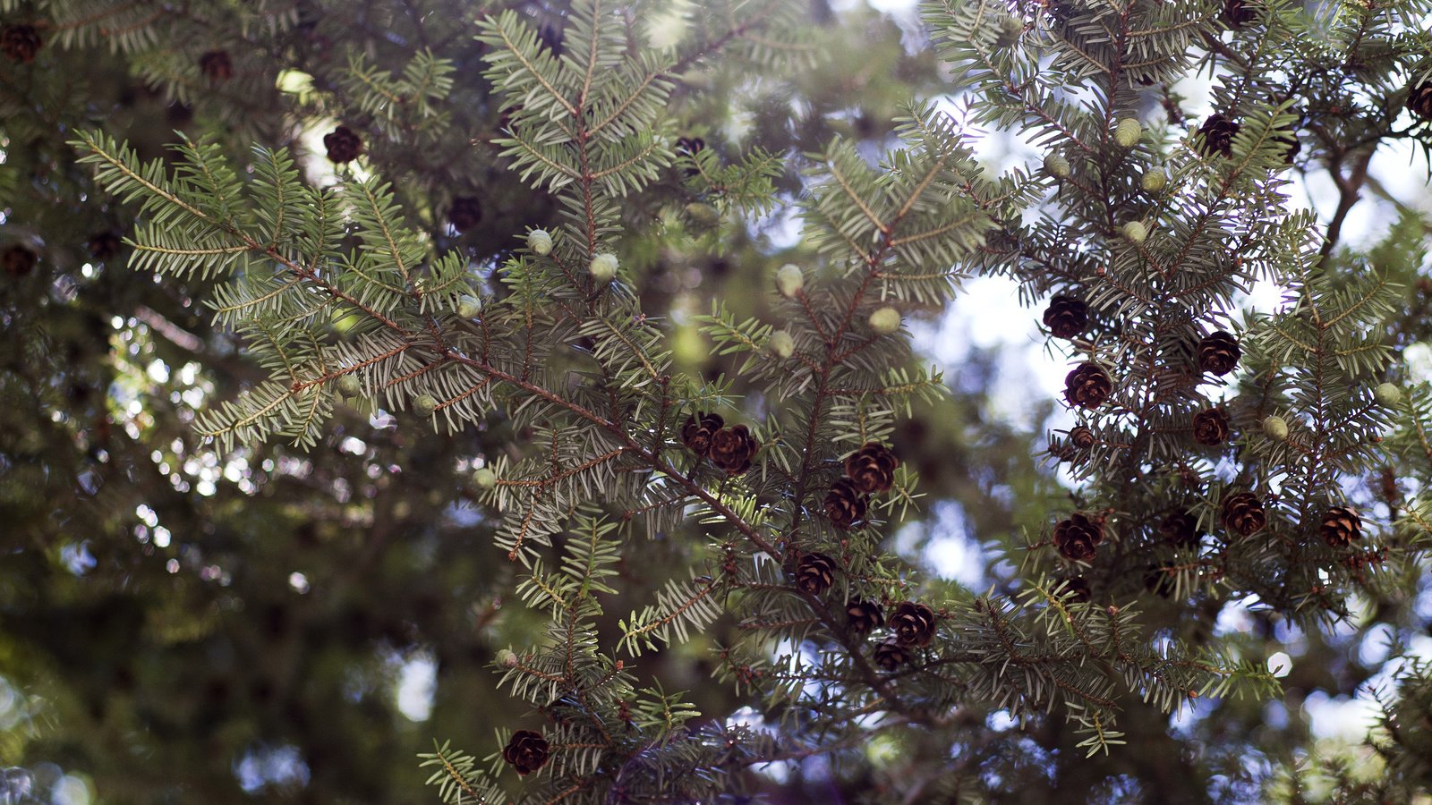 Обои дерево, хвоя, макро, ветки, ель, шишки, tree, needles, macro, branches, spruce, bumps разрешение 2880x1800 Загрузить