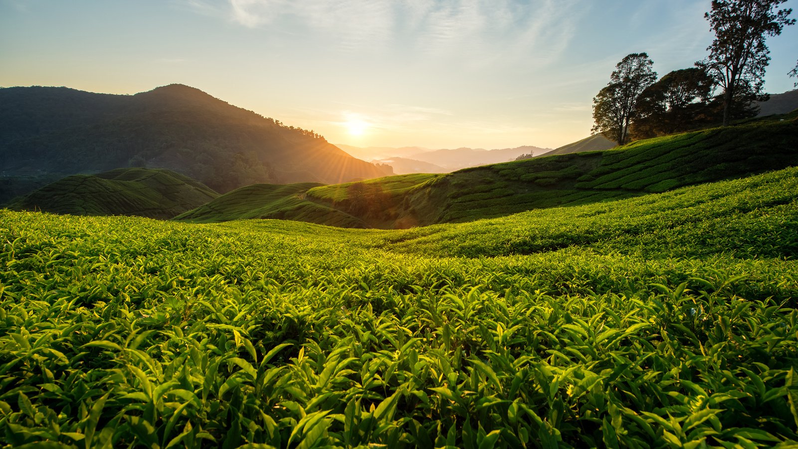 Обои холмы, природа, пейзаж, чай, малайзия, чайная плантация, hills, nature, landscape, tea, malaysia, tea plantation разрешение 3840x2400 Загрузить