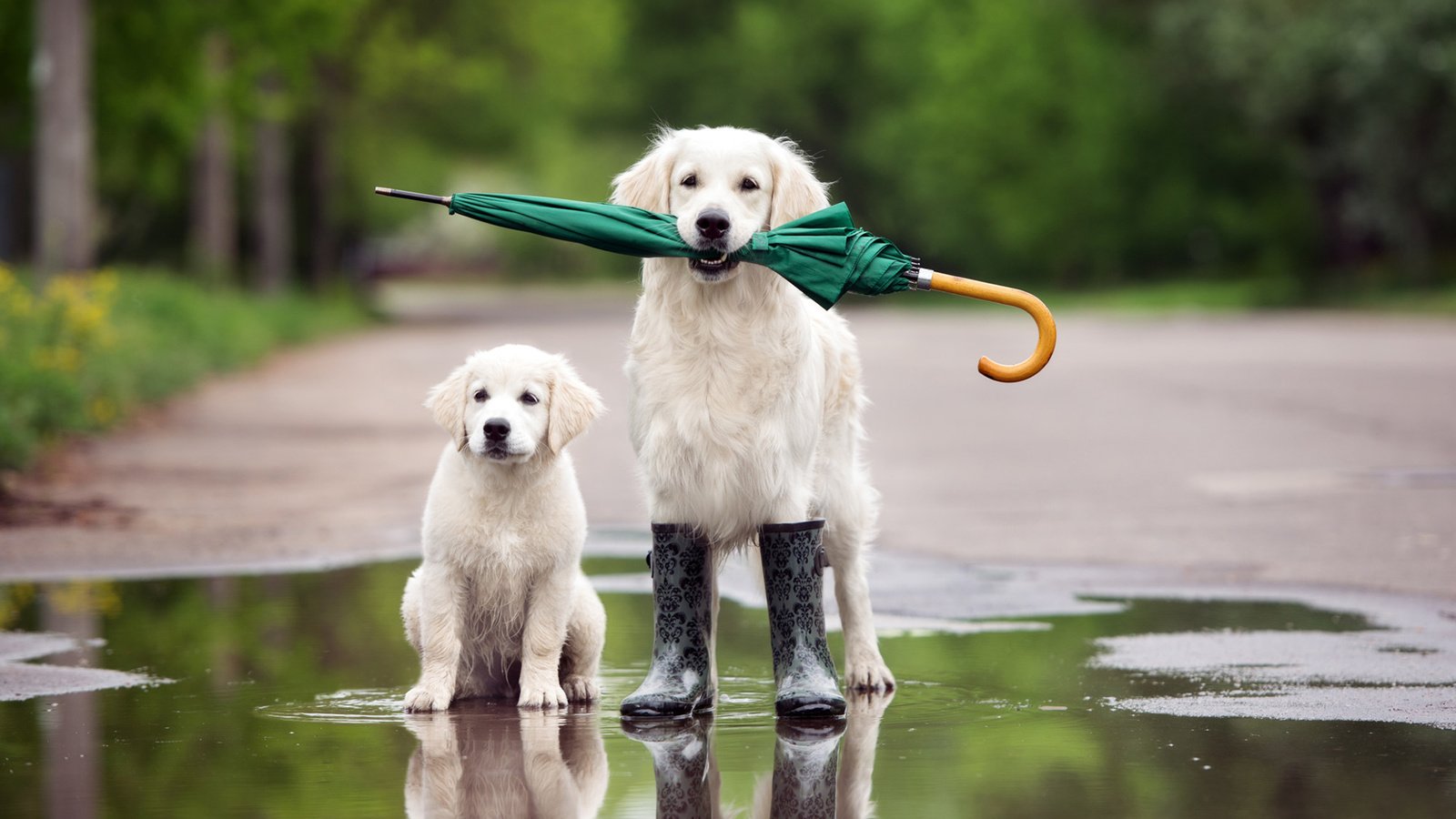 Обои собака, щенок, зонтик, лужа, сапоги, золотистый ретривер, голден ретривер, dog, puppy, umbrella, puddle, boots, golden retriever разрешение 1920x1200 Загрузить