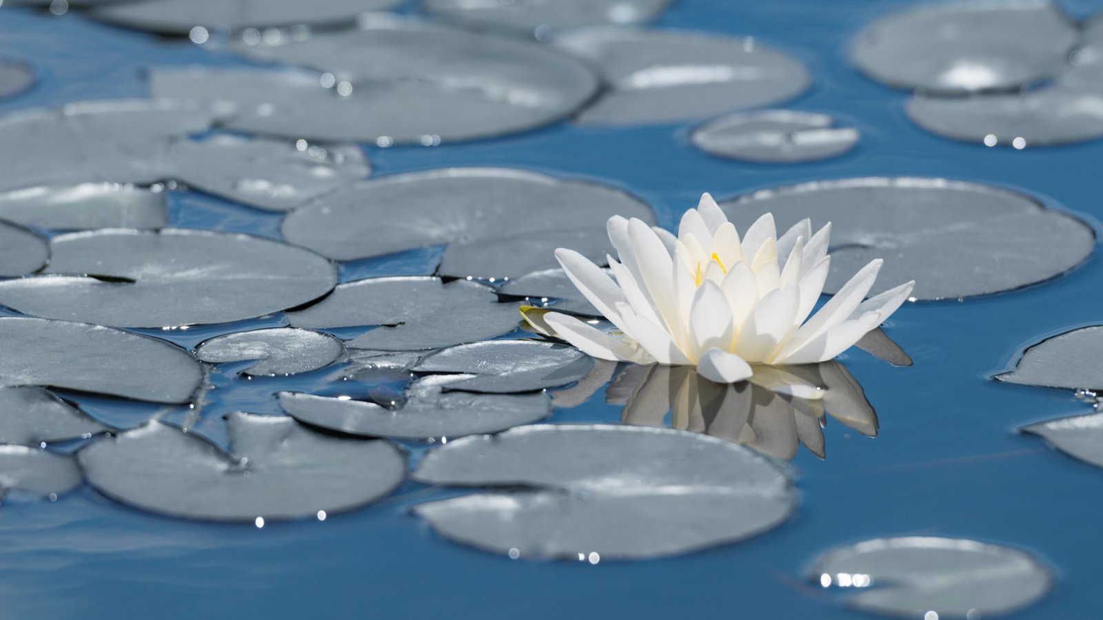 Обои цветы, лотос, пруд, водяная лилия, sergey kuznetsov, flowers, lotus, pond, water lily разрешение 1920x1200 Загрузить