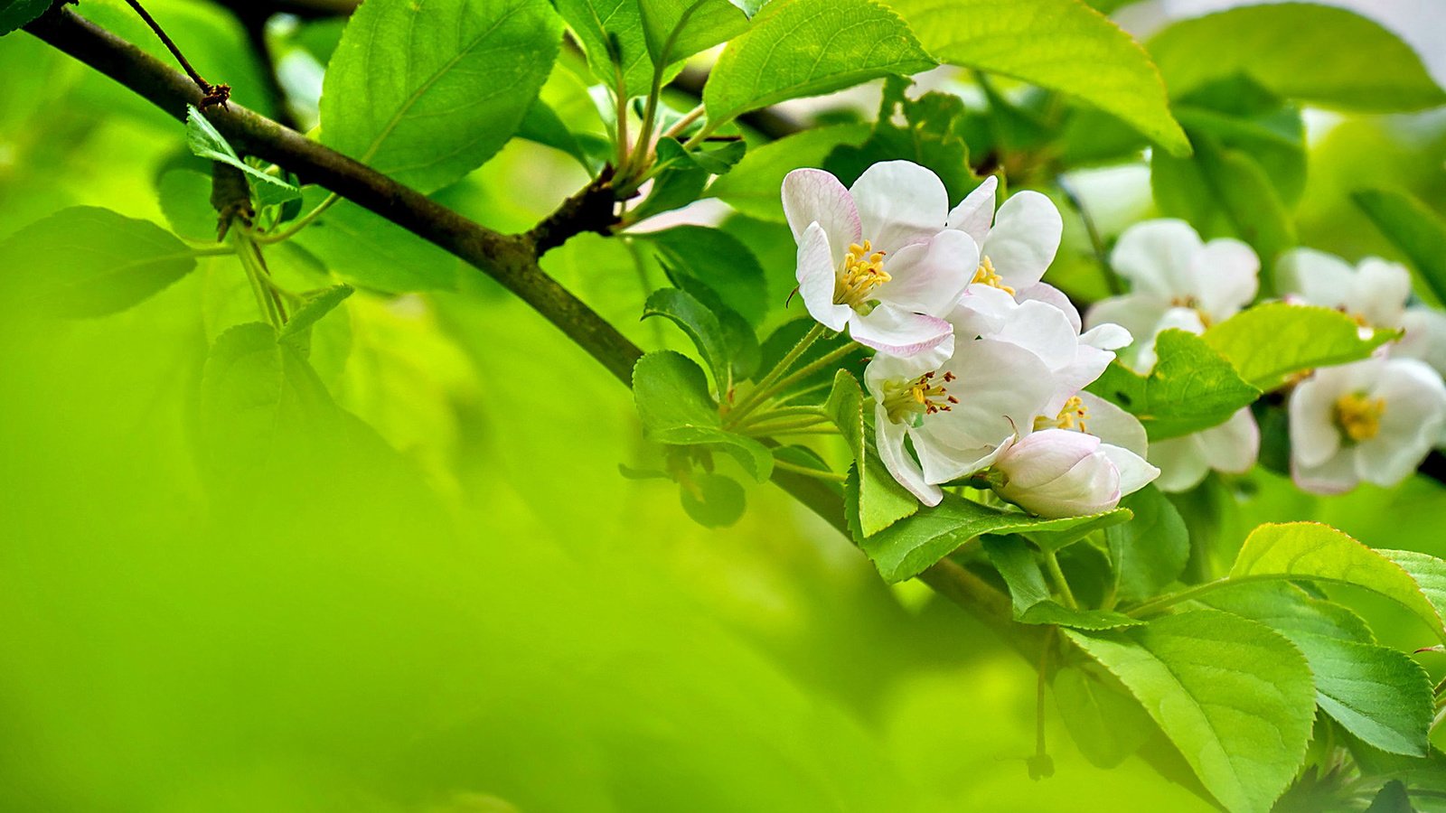 Обои цветы, ветка, цветение, листья, весна, яблоня, flowers, branch, flowering, leaves, spring, apple разрешение 1920x1200 Загрузить