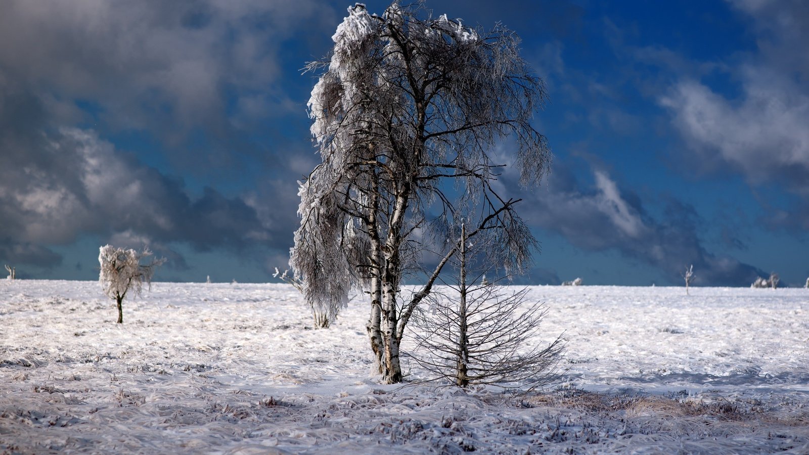 Обои небо, облака, деревья, природа, зима, пейзаж, the sky, clouds, trees, nature, winter, landscape разрешение 2560x1600 Загрузить