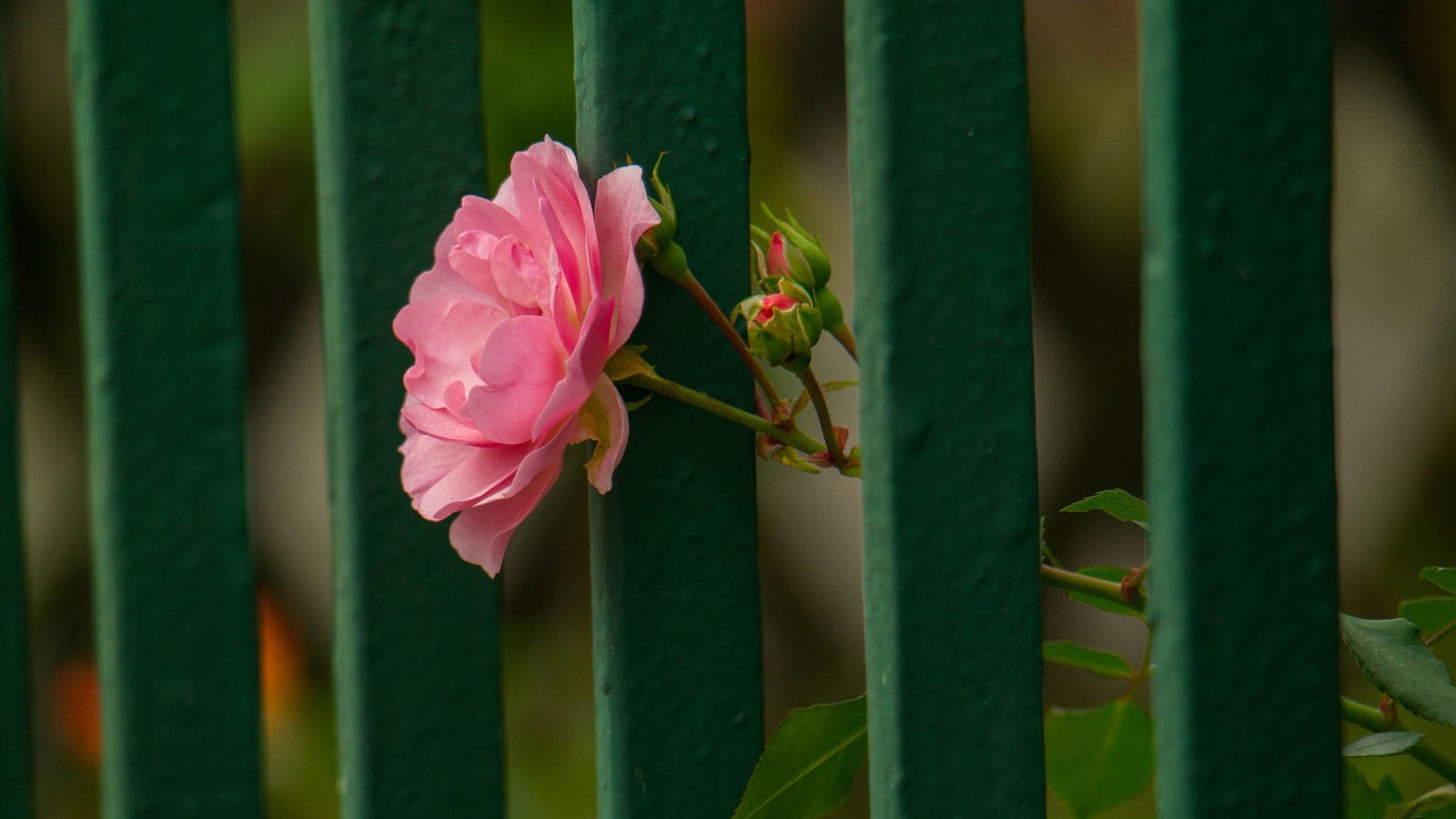 Обои цветок, роза, лепестки, забор, flower, rose, petals, the fence разрешение 1920x1200 Загрузить