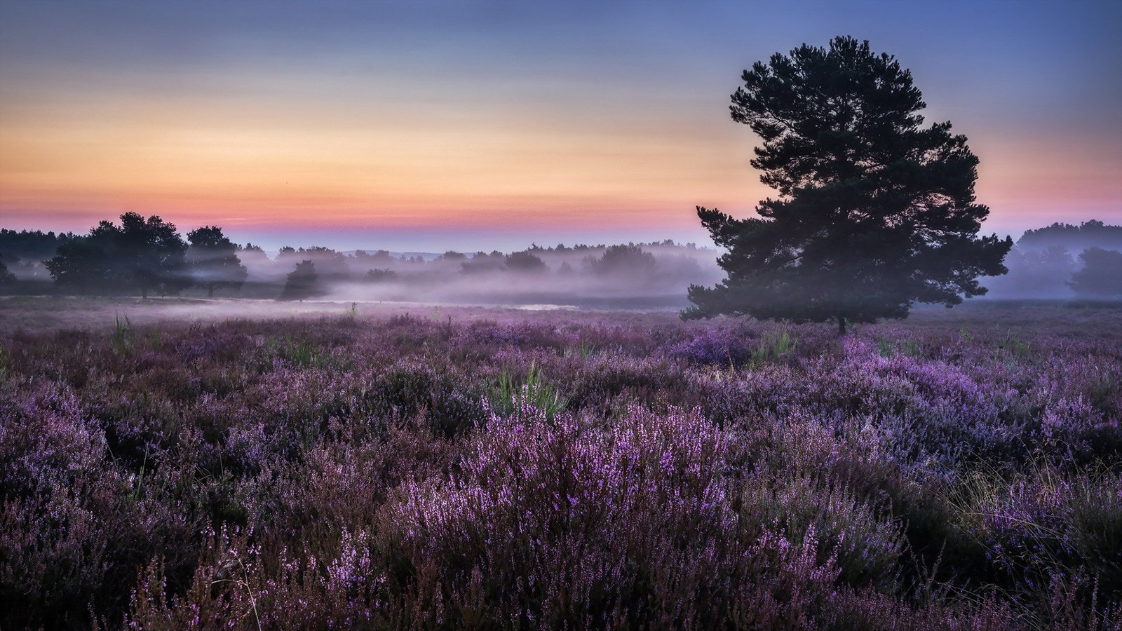 Обои цветы, деревья, природа, утро, туман, горизонт, луг, flowers, trees, nature, morning, fog, horizon, meadow разрешение 1920x1080 Загрузить