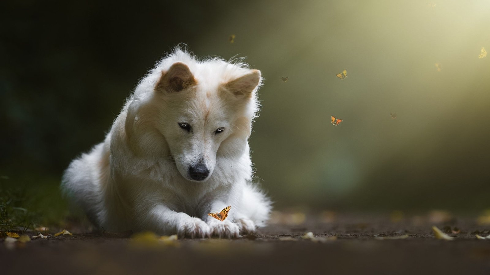 Обои свет, природа, собака, бабочки, животное, пес, birgit chytracek, light, nature, dog, butterfly, animal разрешение 2000x1125 Загрузить