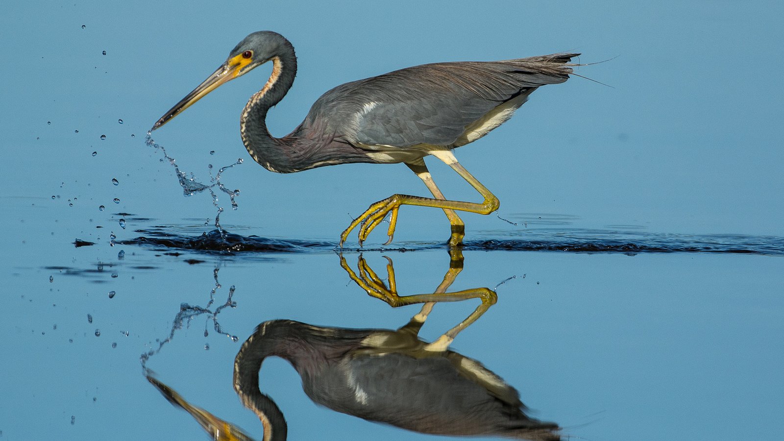 Обои вода, отражение, птица, клюв, перья, цапля, water, reflection, bird, beak, feathers, heron разрешение 1920x1180 Загрузить