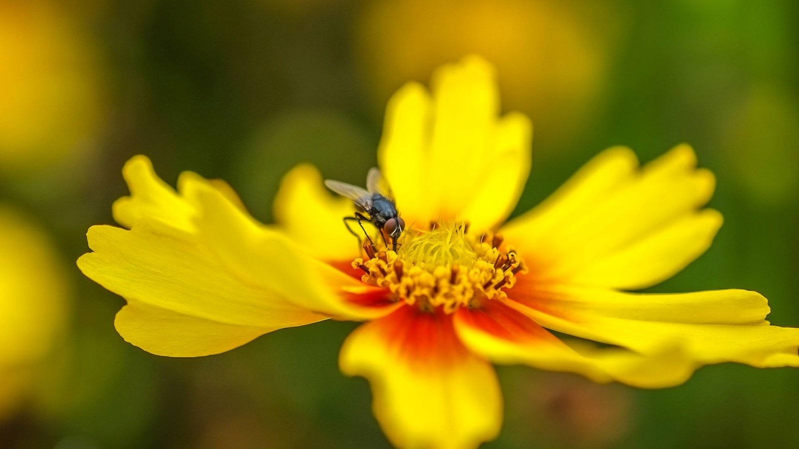 Обои насекомое, цветок, лепестки, муха, insect, flower, petals, fly разрешение 2496x1664 Загрузить