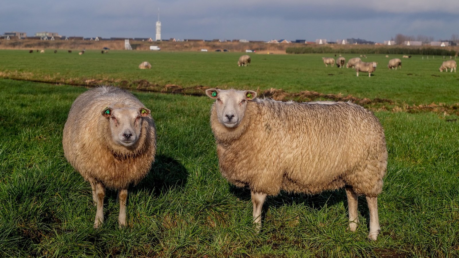 Обои трава, пастбище, овцы, стадо, овца, grass, pasture, sheep, the herd разрешение 4896x2760 Загрузить