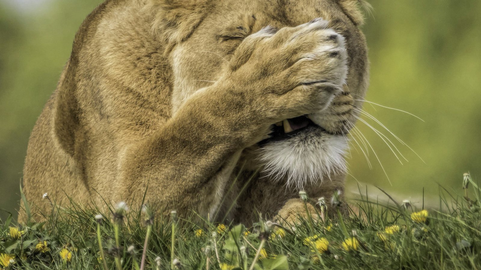 Обои цветы, трава, хищник, одуванчики, лев, лапа, львица, flowers, grass, predator, dandelions, leo, paw, lioness разрешение 2823x2556 Загрузить