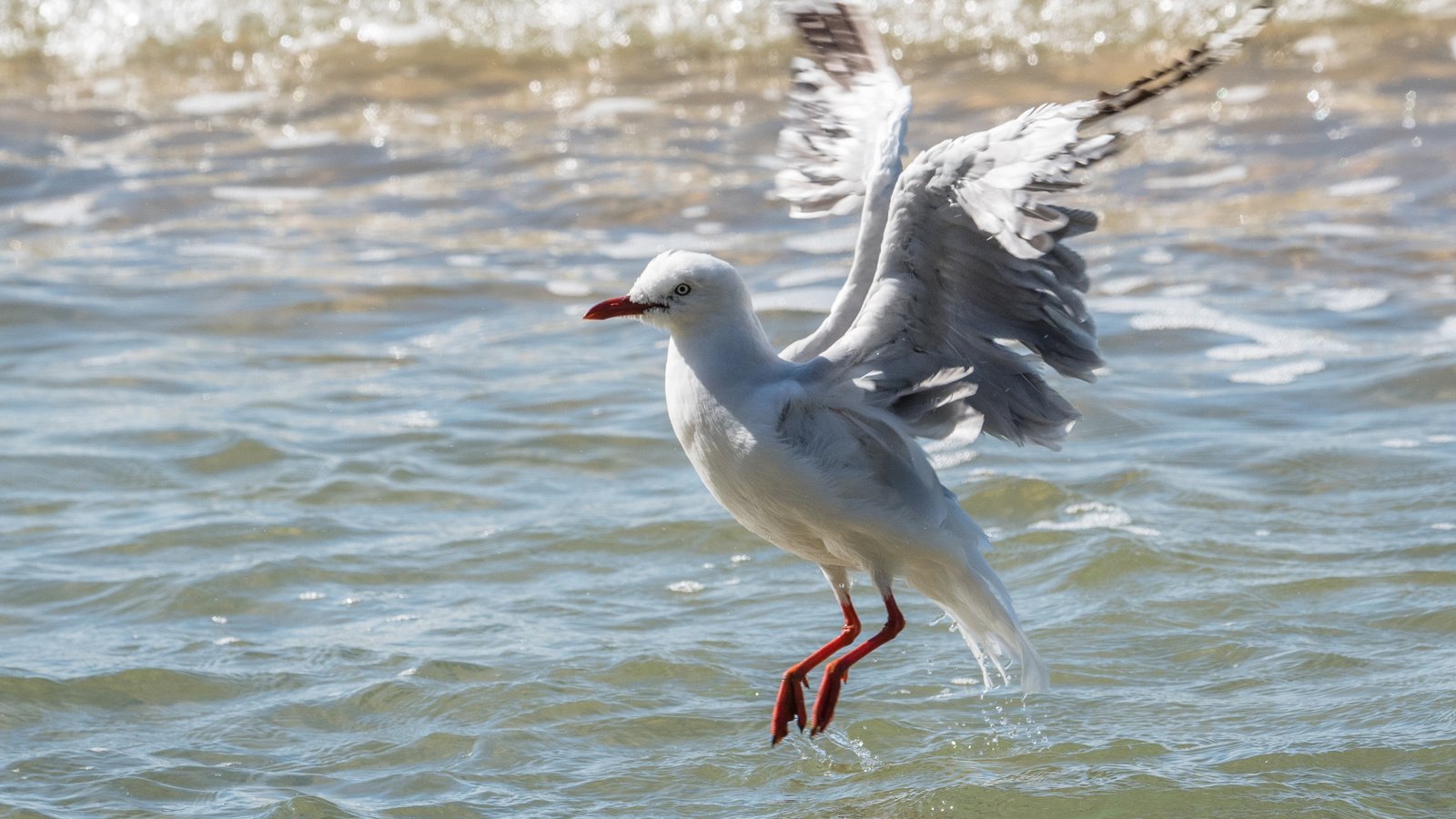 Обои вода, полет, крылья, чайка, птица, lynn griffiths, water, flight, wings, seagull, bird разрешение 3725x2483 Загрузить