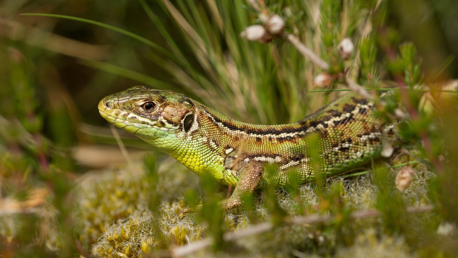 Обои природа, растения, фон, ящерица, рептилия, nature, plants, background, lizard, reptile разрешение 2560x1600 Загрузить