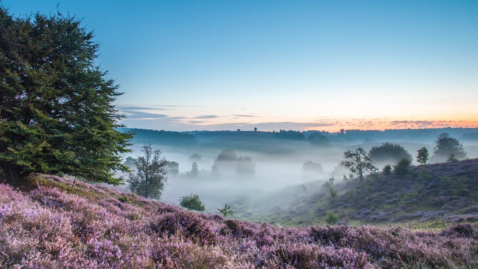 Обои деревья, холмы, природа, утро, поля, туман, вереск, trees, hills, nature, morning, field, fog, heather разрешение 2160x1080 Загрузить