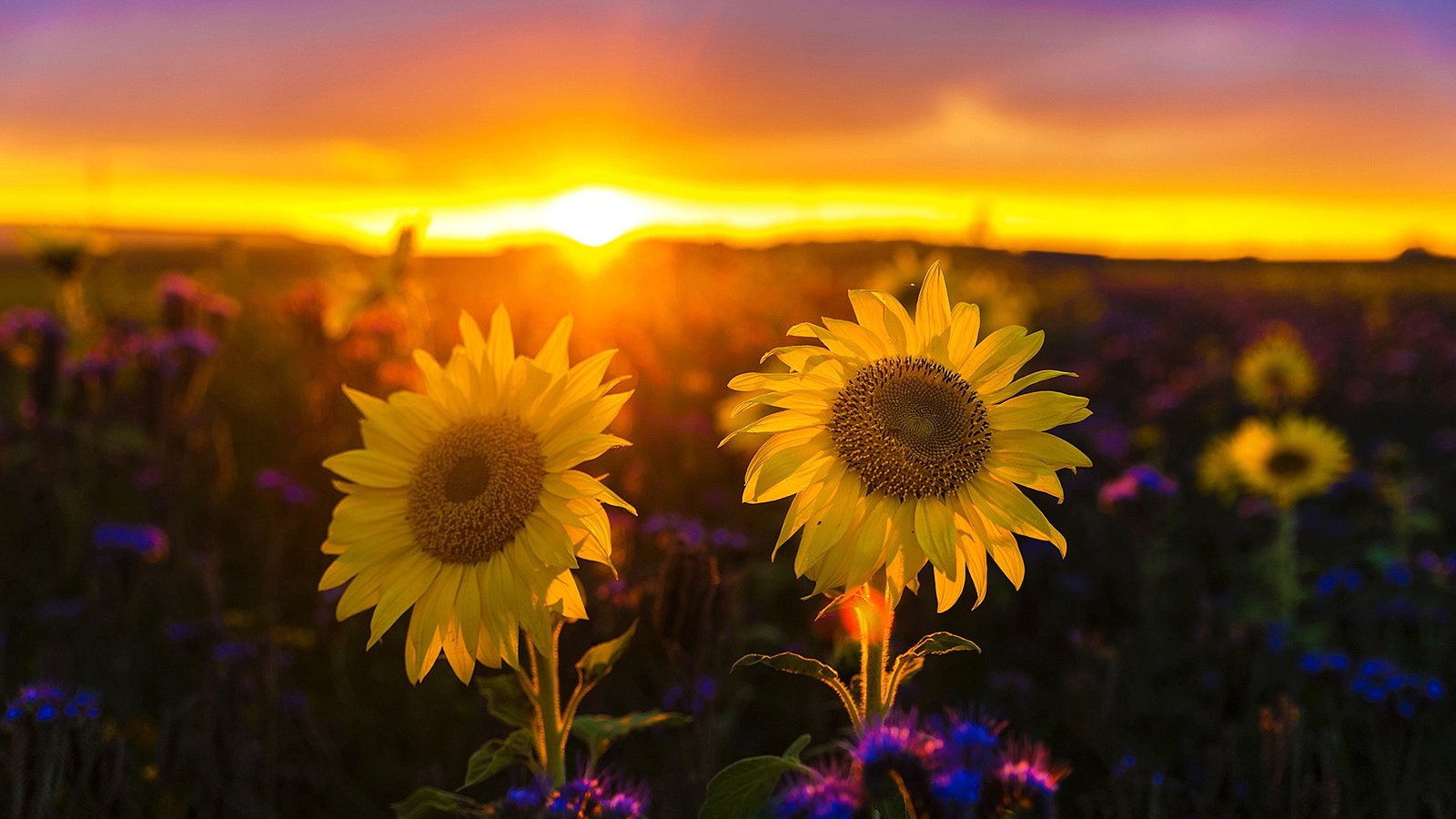 Обои природа, закат, пейзаж, поле, подсолнухи, nature, sunset, landscape, field, sunflowers разрешение 2008x1341 Загрузить