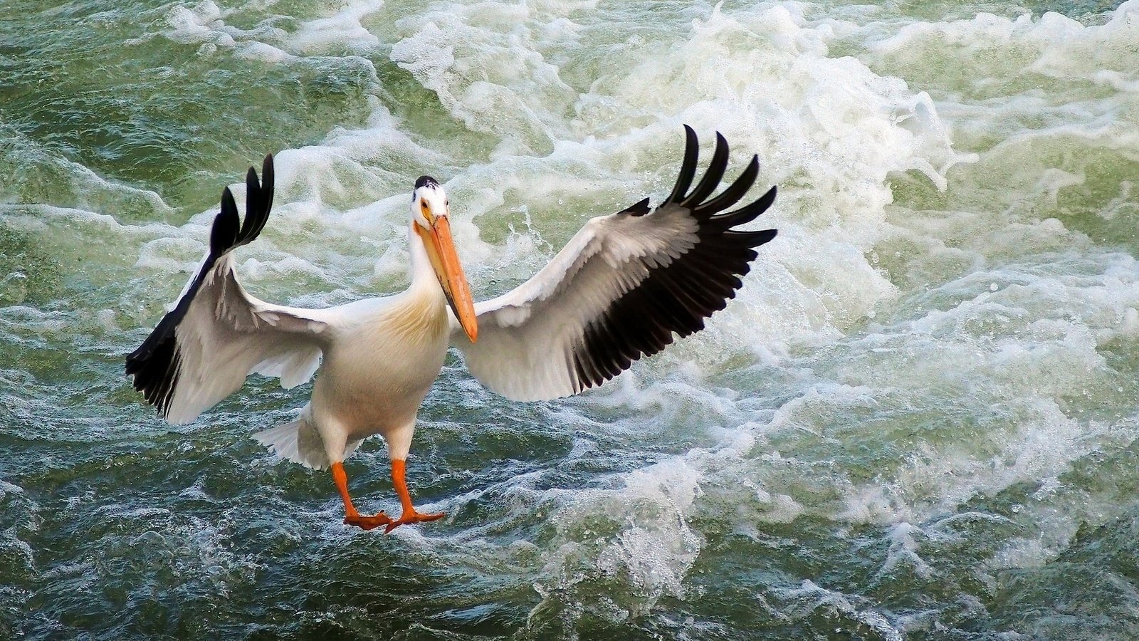 Обои вода, волны, крылья, птица, клюв, перья, пеликан, water, wave, wings, bird, beak, feathers, pelican разрешение 1920x1139 Загрузить