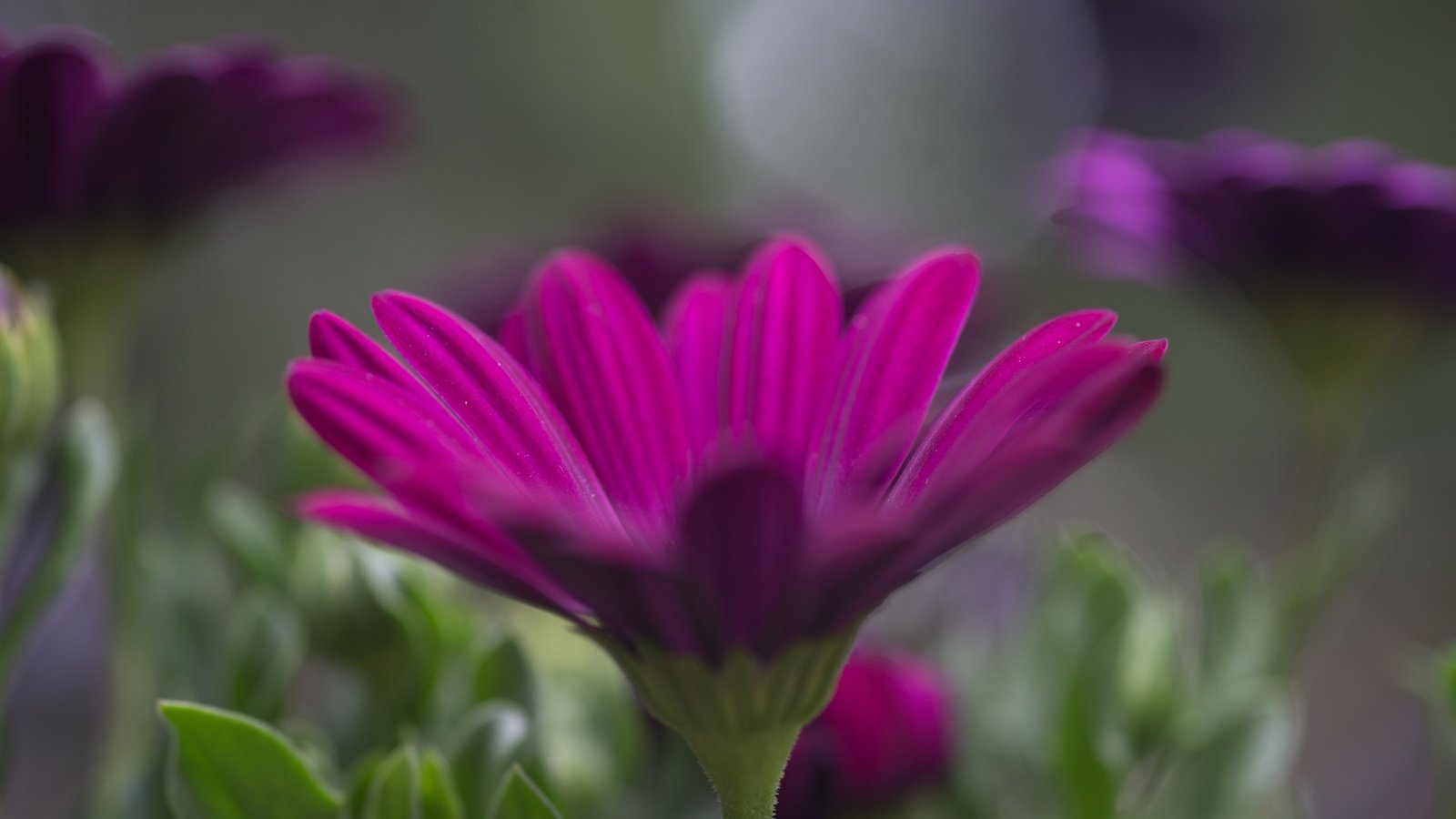 Обои цветы, лепестки, размытость, остеоспермум, flowers, petals, blur, osteospermum разрешение 5184x3456 Загрузить