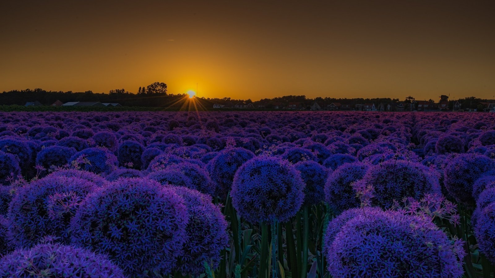 Обои цветы, закат, поле, лук, декоративный лук, аллиум, flowers, sunset, field, bow, decorative bow, allium разрешение 2048x1355 Загрузить