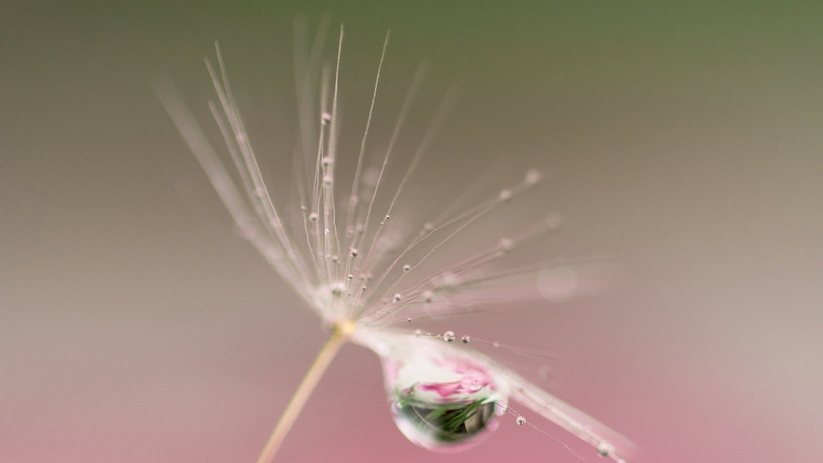 Обои природа, отражение, капли, пушинка, былинка, nature, reflection, drops, fluff, blade of grass разрешение 3600x2297 Загрузить