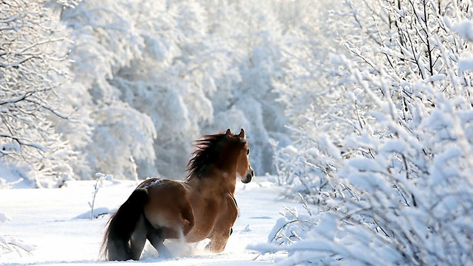 Обои лошадь, деревья, снег, лес, зима, ветки, конь, horse, trees, snow, forest, winter, branches разрешение 1920x1200 Загрузить
