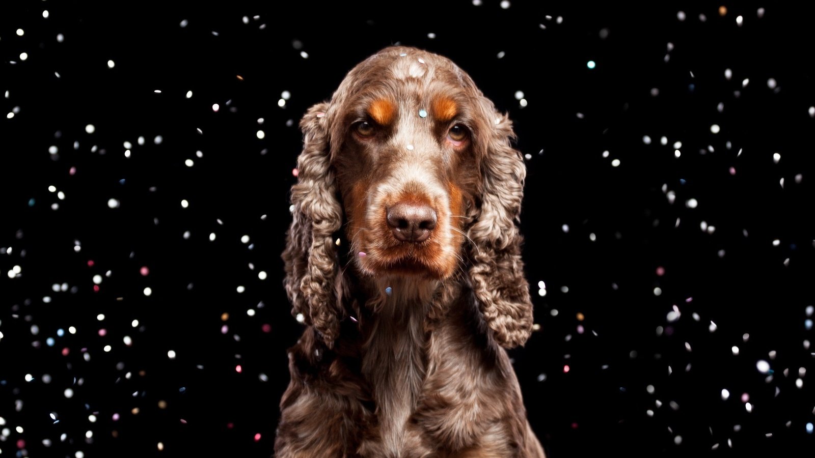 Обои взгляд, собака, черный фон, спаниель, кокер-спаниель, look, dog, black background, spaniel, cocker spaniel разрешение 2560x1600 Загрузить