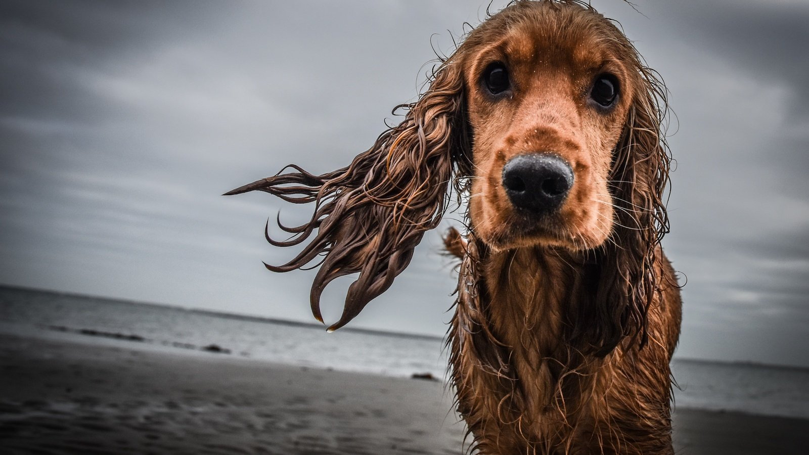 Обои грусть, взгляд, собака, мокрая, кокер-спаниель, sadness, look, dog, wet, cocker spaniel разрешение 4135x2757 Загрузить