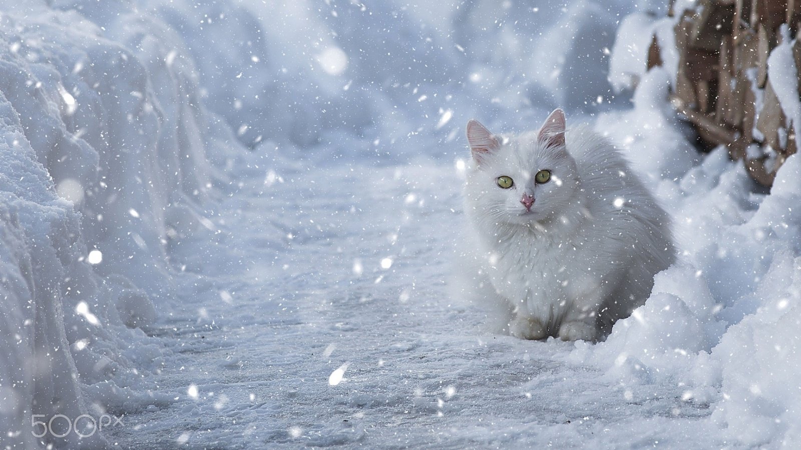 Обои глаза, снег, зима, кот, мордочка, кошка, взгляд, eyes, snow, winter, cat, muzzle, look разрешение 1920x1200 Загрузить