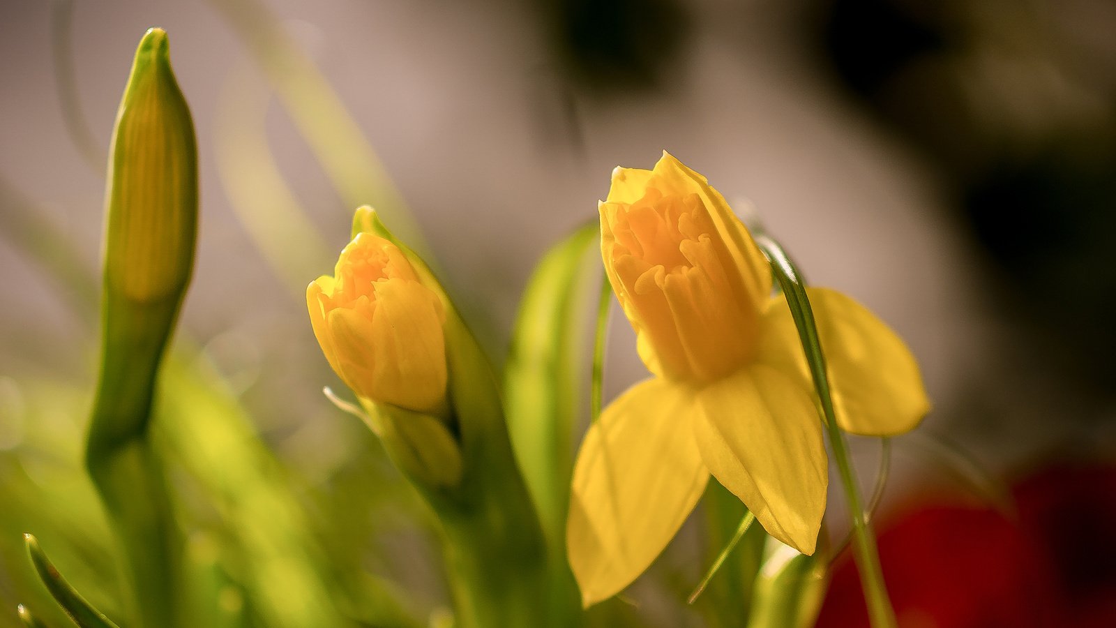 Обои цветы, бутоны, макро, весна, нарциссы, боке, flowers, buds, macro, spring, daffodils, bokeh разрешение 2048x1418 Загрузить