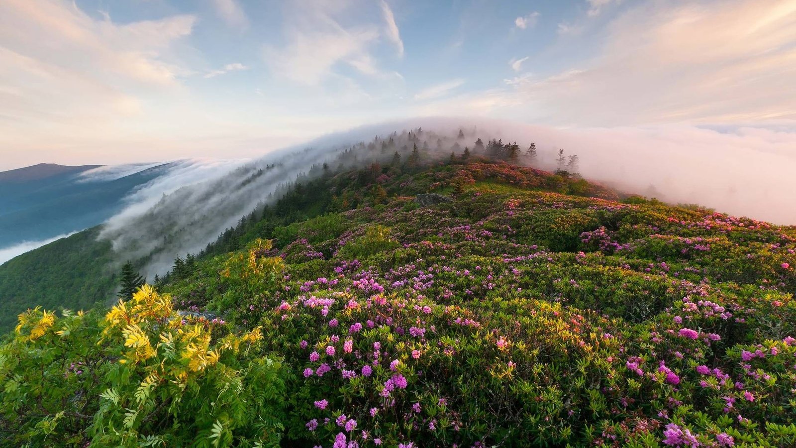 Обои небо, туман, цветы, трава, облака, горы, холмы, природа, утро, the sky, fog, flowers, grass, clouds, mountains, hills, nature, morning разрешение 1920x1200 Загрузить