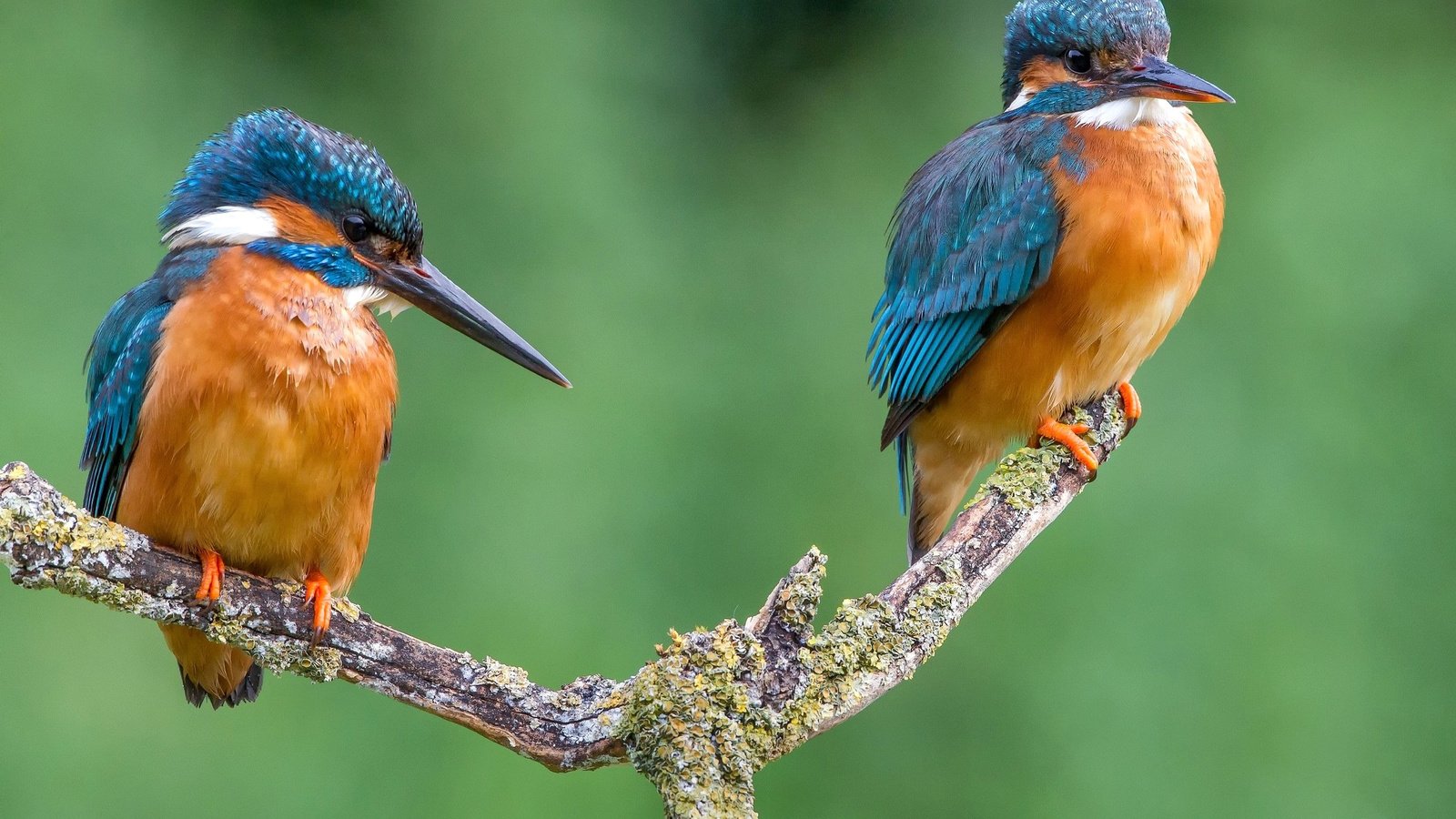 Обои ветка, птицы, клюв, пара, перья, зимородок, branch, birds, beak, pair, feathers, kingfisher разрешение 2048x1305 Загрузить